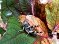 grasshopper animal small insect destroying plant leaves