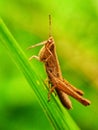 a grasshopper with antennae is watching its target quietly