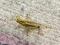 Grasshopper