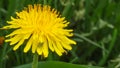 Grasshopper baby. Young grasshopper on a flowering dandelion. dandelion field of medicinal,yellow on which sits a small cricket Royalty Free Stock Photo