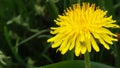 Grasshopper baby. Young grasshopper on a flowering dandelion. dandelion field of medicinal,yellow on which sits a small cricket Royalty Free Stock Photo