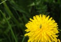 Grasshopper baby. Young grasshopper on a flowering dandelion. dandelion field of medicinal,yellow on which sits a small cricket Royalty Free Stock Photo