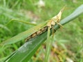 Grasshopper background beautiful nature toning spring nature design tropical leaf