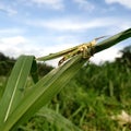 Grasshopper background beautiful nature toning spring nature design tropical leaf