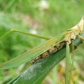 Grasshopper background beautiful nature toning spring nature design tropical leaf