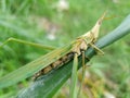 Grasshopper background beautiful nature toning spring nature design tropical leaf