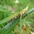 Grasshopper background beautiful nature toning spring nature design tropical leaf