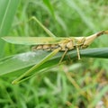 Grasshopper background beautiful nature toning spring nature design tropical leaf