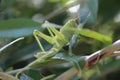 This grasshopper in Bali is called belalang Royalty Free Stock Photo