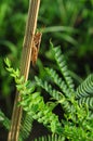 Grasshopper at the bamboo