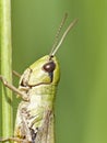 Grasshopper basking in the sunshine Royalty Free Stock Photo