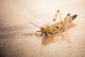 Grasshopper on the beach
