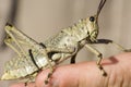 Huge Grasshopper, desert locust, sitting on hand in Africa Royalty Free Stock Photo