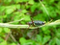 Grasshopper black and green on a stem