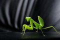 Grasshopper on black leather chair Royalty Free Stock Photo