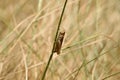 Grasshopper on a blade of grass Royalty Free Stock Photo