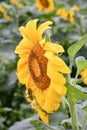 A Grasshopper on a blooming sunflower, Jasper, Georgia, USA