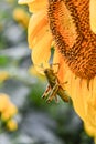 A Grasshopper on a blooming sunflower, Jasper, Georgia, USA