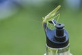 Grasshopper on a bottle of water on green background Royalty Free Stock Photo