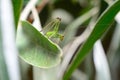 Grasshopper on a branch Royalty Free Stock Photo