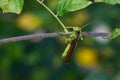 Climbing Grasshopper