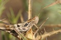 Grasshopper on a branch