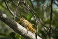 Grasshopper on Branch