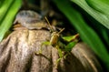 Grasshopper on brown coconut