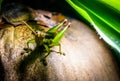 Grasshopper on brown coconut