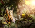 Grasshopper on a bush branch