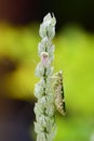 Grasshopper camouflage with white flowers