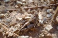 Grasshopper camouflaged Royalty Free Stock Photo