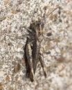 Grasshopper camouflaged against the stone wall
