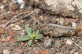 Grasshopper camouflaged on the ground.