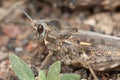 Grasshopper camouflaged on the ground.