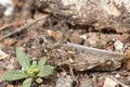 Grasshopper camouflaged on the ground.