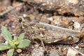 Grasshopper camouflaged on a ground.