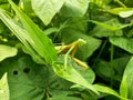 A grasshopper camouflaged with leaves
