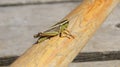 Grasshopper Royalty Free Stock Photo
