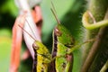 Grasshopper carrying junior Royalty Free Stock Photo