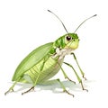 Grasshopper in cartoon style. Cute Little Cartoon Grasshopper isolated on white background. Watercolor drawing, hand-drawn in Royalty Free Stock Photo