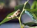 Grasshopper and caterpillar are sitting on the branch closeup