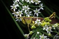 Spotted Bird Grasshopper on Chinese Chive Blossoms