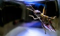 Grasshopper in clear glass looking for exit Royalty Free Stock Photo