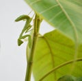 Grasshopper climbing on the trunk