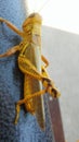 Grasshopper climbing yellow grasshopper