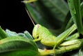 Grasshopper close up