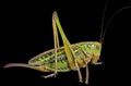 Grasshopper 25 Royalty Free Stock Photo