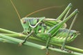 Grasshopper