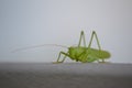 Grasshopper in close-up very beautiful green with inner life